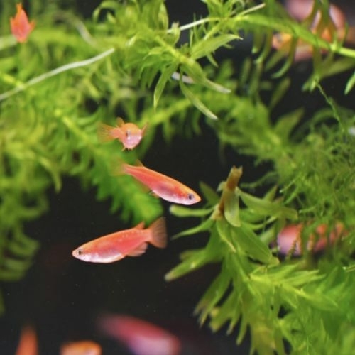 Vì sao 5 người Nhật bị bắt vì nuôi cá killi?