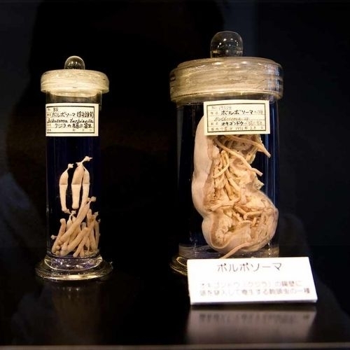 Bảo tàng ký sinh trùng Meguro: Kinh dị hay thú vị?