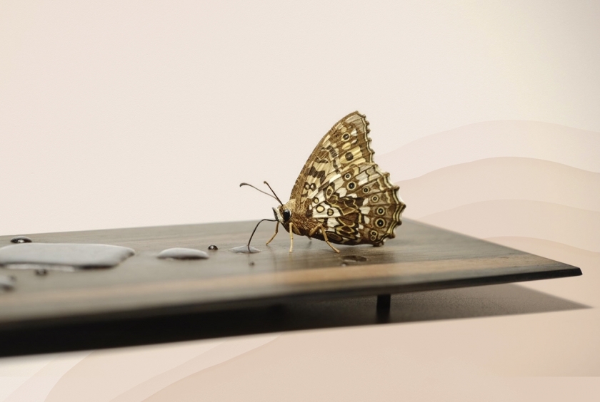 Tác phẩm điêu khắc giọt nước gây sốt của nghệ nhân Nhật Bản