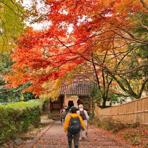 Lịch ngắm mùa thu thay lá tại Nhật năm 2022