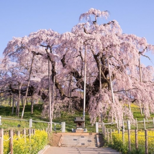 Dự báo lịch hoa anh đào nở năm 2023 tại Nhật Bản