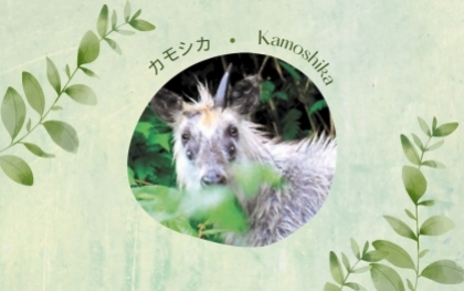 Đằng sau bí ẩn về loài linh dương “4 mắt” tại tỉnh Miyagi