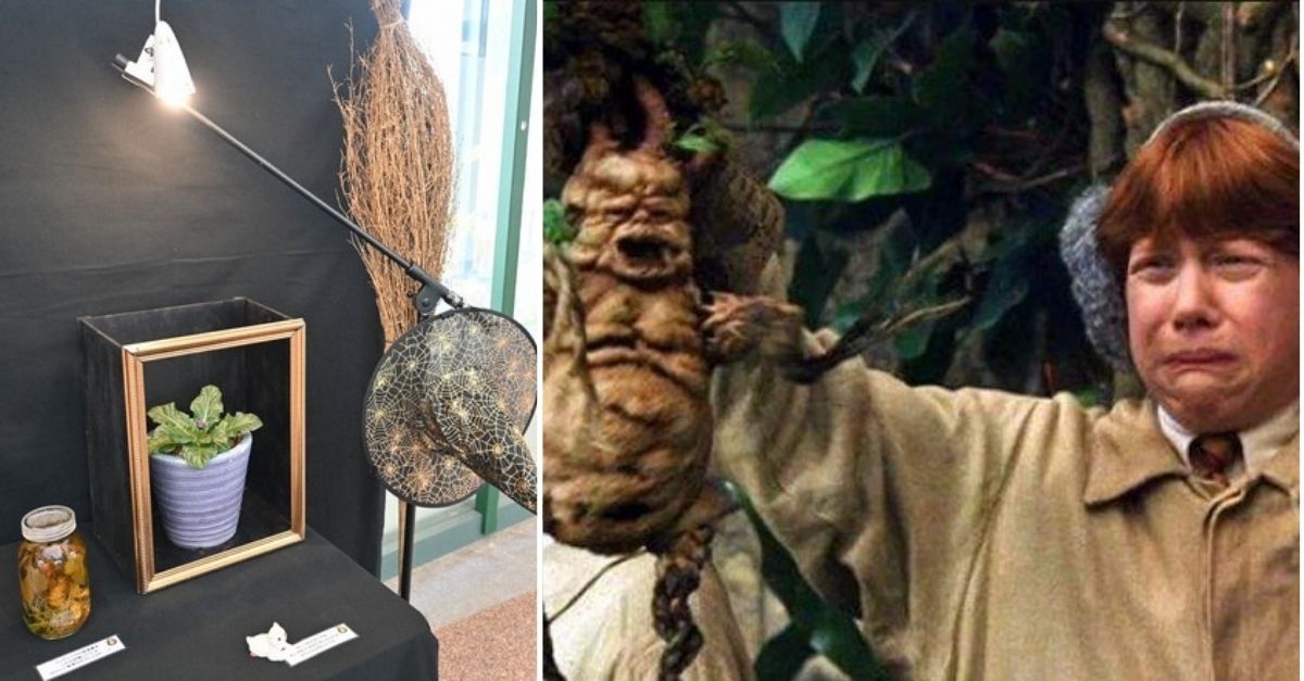 Mandragora: Loài cây trong Harry Potter được trưng bày tại Nhật | KILALA