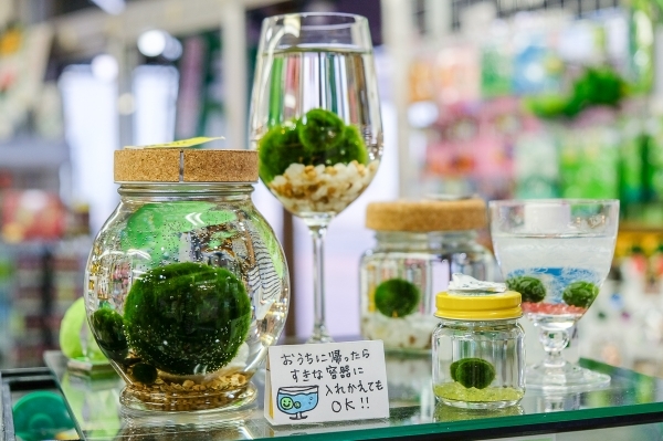 Marimo - những quả cầu tảo đáng yêu đến từ Nhật Bản