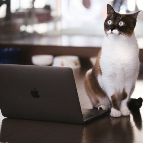 Nghiên cứu của Nhật cho thấy mèo biết tên những con mèo sống chung nhà