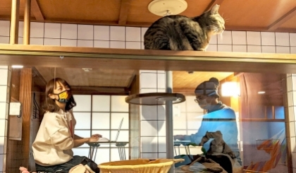 Mô hình văn phòng “vừa làm việc, vừa chơi với mèo" độc đáo thời Covid-19