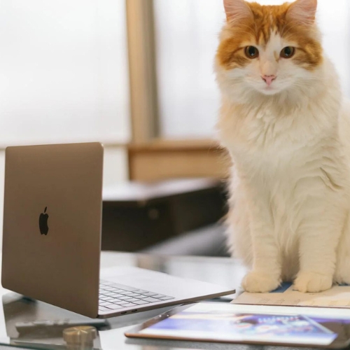 Bài thi đánh giá độ hiểu “hoàng thượng” của các sen ở Nhật Bản