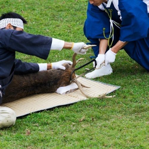 Lễ cắt gạc hươu truyền thống ở Nara