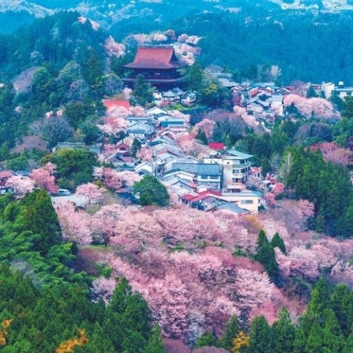 Hoa anh đào núi Yoshino: Vẻ đẹp của mùa xuân nước Nhật