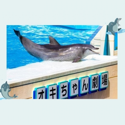 Cá heo Oki-chan vẫn giữ sức hút đặc biệt sau 50 năm "debut"