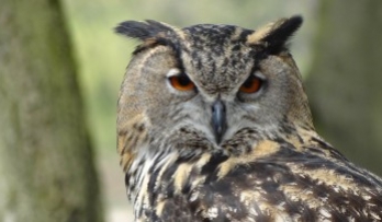 Chim cú, biểu tượng may mắn