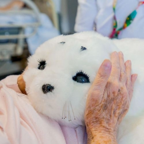 Paro – chú robot hải cẩu chữa lành được xem là “niềm tự hào Nhật Bản”