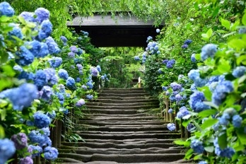 Mùa mưa Tsuyu - Vị sứ giả mùa hè