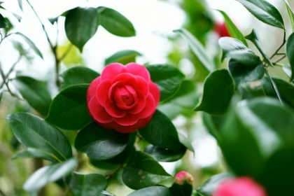 Dầu hoa trà - Bí mật làm đẹp của nàng Geisha 