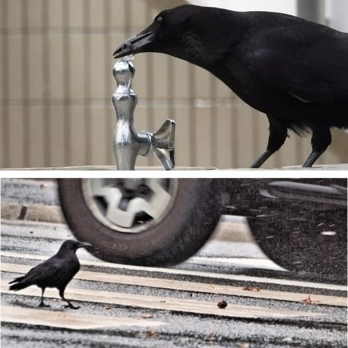 Quạ tại Nhật thông minh đến mức nào?