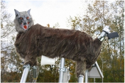 "Quái vật sói" xuất hiện tại Hokkaido để đuổi gấu khỏi khu dân cư