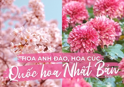 Hoa anh đào và hoa cúc, đâu mới là "Quốc hoa" của Nhật Bản