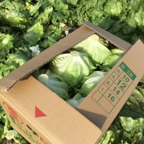 HTX nông nghiệp JA Nagasaki hỗ trợ 1.000 cây rau diếp cho DHS