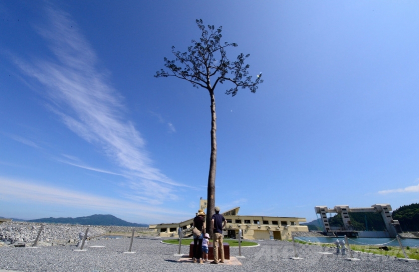 "Cây cô đơn": biểu tượng tinh thần mạnh mẽ của người Nhật