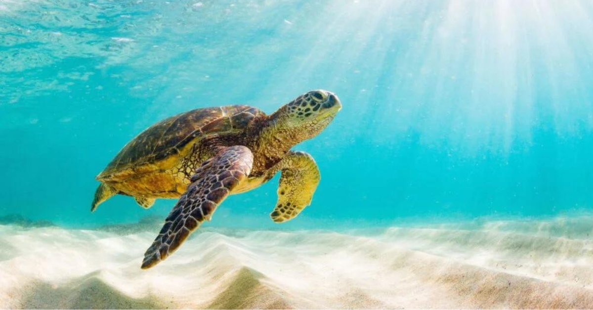 Chuyên gia Nhật Bản kêu gọi chấm dứt thả rùa biển con | KILALA