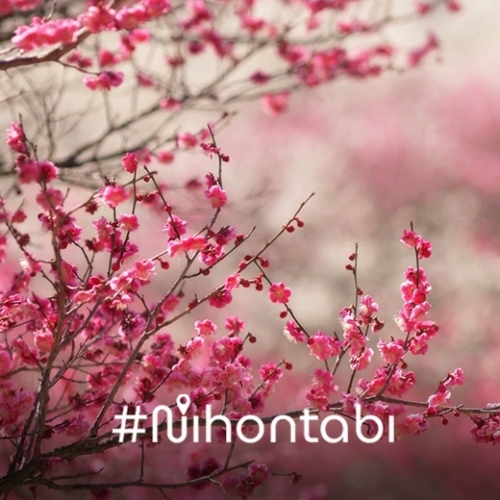 Chuyên đề Hoa Anh Đào