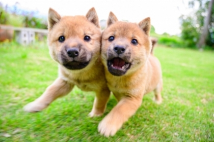 Hành trình giải cứu giống chó Sanin Shiba khỏi tuyệt chủng