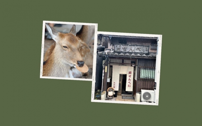 Khám phá cửa hàng bánh gạo dành cho loài nai ở tỉnh Nara