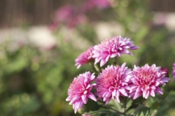 Ẩm thực hoa cúc – Hương vị tinh tế của mùa thu Nhật Bản