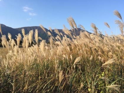 Cánh đồng Susuki tuyệt đẹp vào mùa thu Nhật Bản