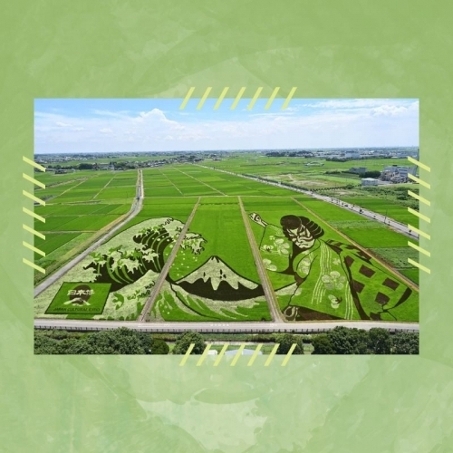 Tranh Ukiyo-e trên đồng ruộng cổ vũ Olympic ở tỉnh Saitama