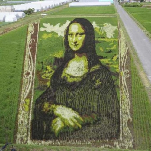 Nàng Mona Lisa xuất hiện trên cánh đồng Nhật Bản