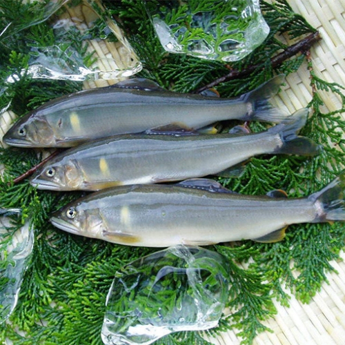 Những loại thủy hải sản hấp dẫn nhất mùa hè xứ Nhật