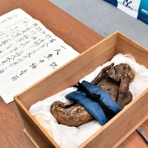 Nghiên cứu cho thấy xác ướp nàng tiên cá ở ngôi đền Nhật Bản là giả