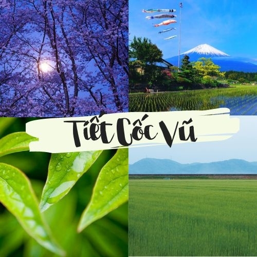 Tiết Cốc Vũ của Nhật Bản có gì? 