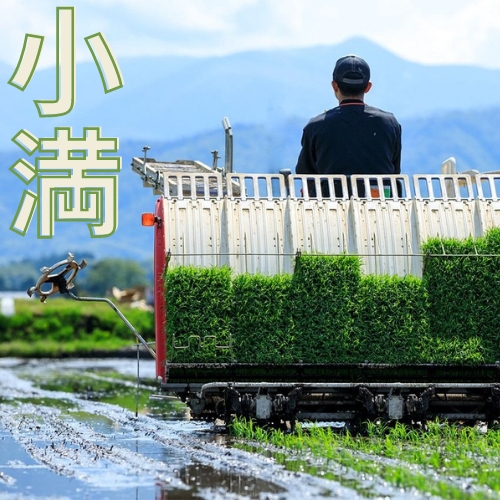 Thiên nhiên và các sự kiện trong tiết Tiểu Mãn xứ Phù Tang