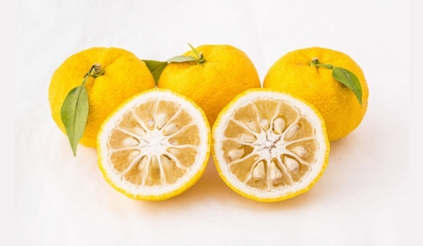 Tự làm toner từ hạt yuzu để đón Tết 