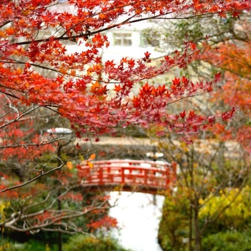 Những địa điểm ngắm lá mùa thu đẹp nhất Tottori