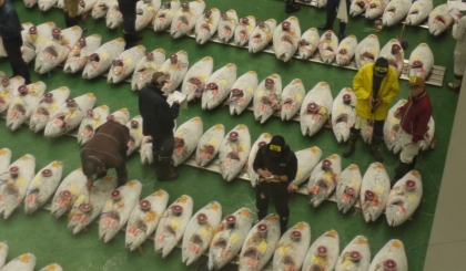 Khám phá chợ cá Toyosu mới toanh ở Tokyo