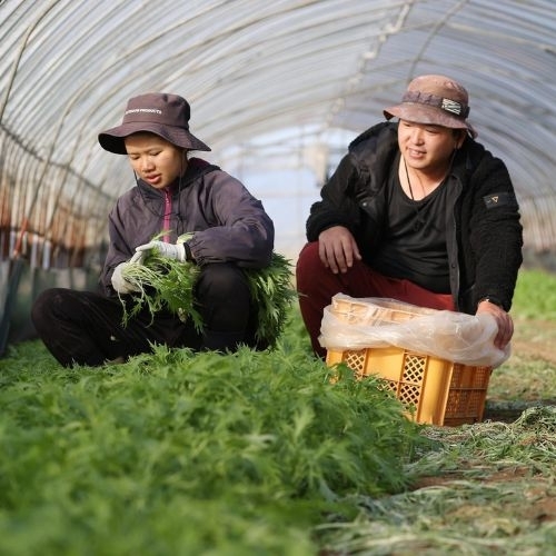 Nhật đề xuất cho phép thực tập sinh chuyển việc sau một năm