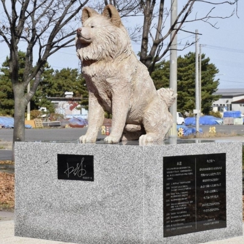 Chú chó Wasao nổi tiếng được tạc tượng ở quê nhà 