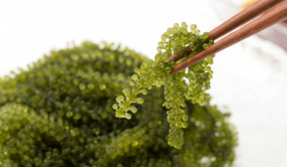 Rong nho có phải là thực phẩm trường thọ?