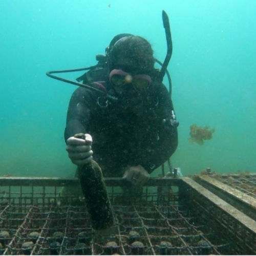 Dịch vụ ủ rượu dưới biển độc lạ của nhà máy Umi no Winery