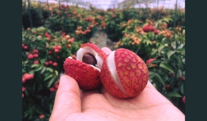 Lý do vải được xem là quả quý ở Nhật Bản