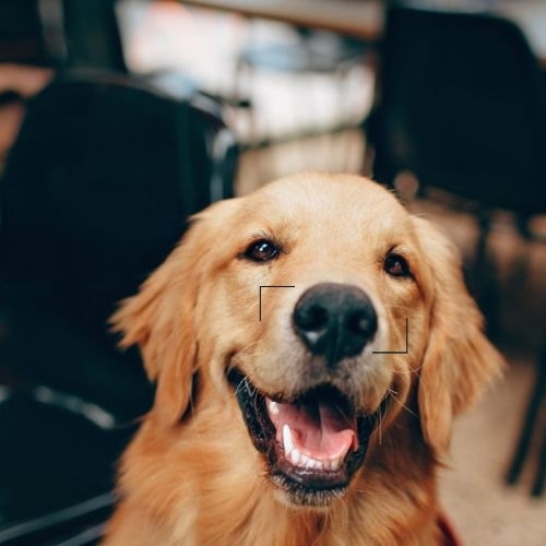 Ứng dụng giúp tìm kiếm những chú chó mất tích nhờ vân mũi