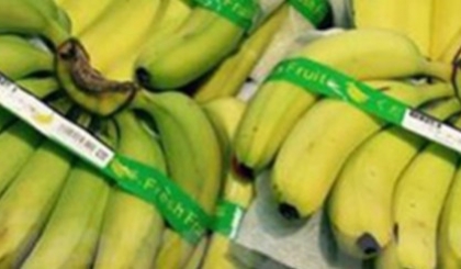 Chuối Việt Nam lần đầu tiên xuất khẩu Nhật 