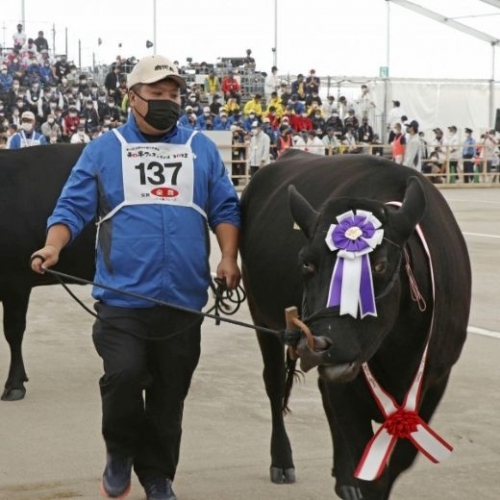 Không phải bò Kobe, đây mới là loại bò Wagyu hảo hạng nhất