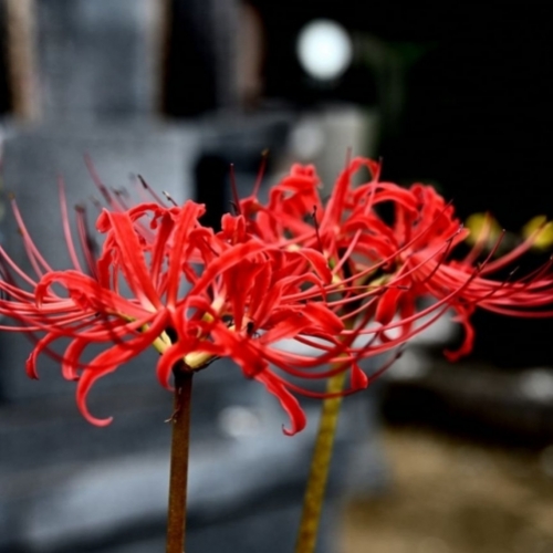 Bỉ ngạn: Sắc đỏ ma mị của mùa thu Nhật Bản