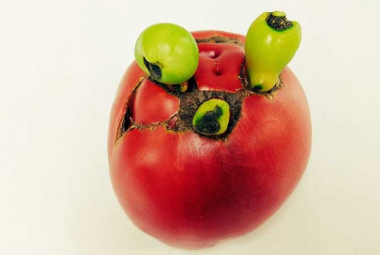 Khi những quả cà chua hưởng ứng Halloween