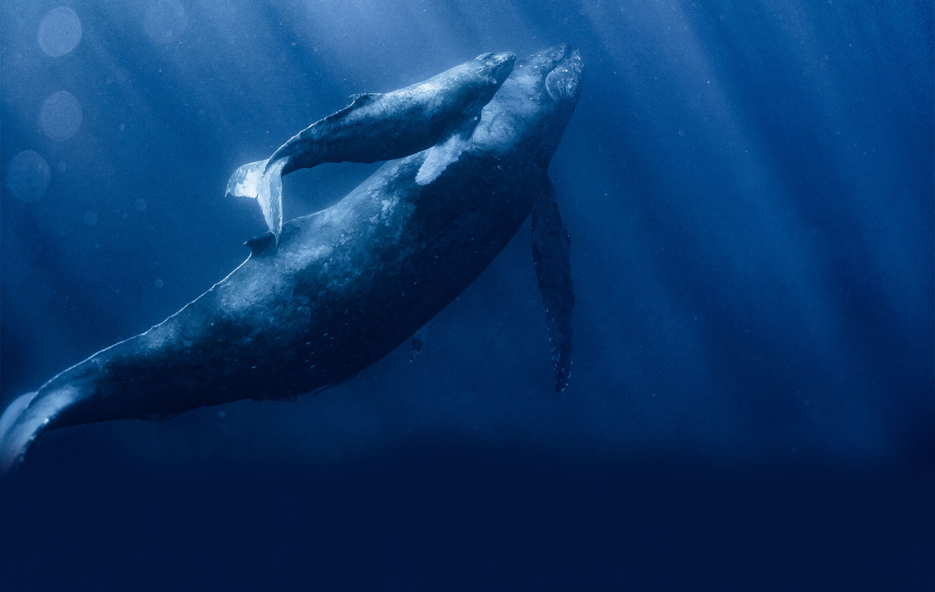 Nhật Bản và văn hóa săn bắt cá voi