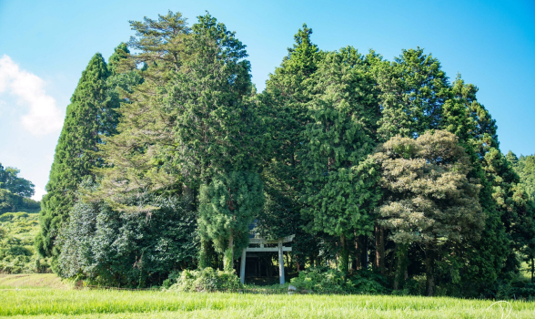 Rừng thiêng Chinju no Mori bao quanh đền thờ Thần đạo.